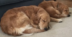let sleeping dogs lie! Featured are siblings Enoch & Akona enjoying some down time! Both are beautiful in temperament and sound in structure!  